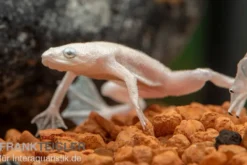 Zwergkrallenfrosch platin, Hymenochirus boettgeri platin