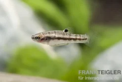 Zwergkärpfling, Heterandria formosa