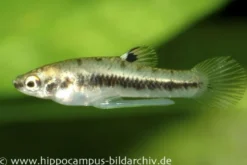 Zwergkärpfling, Heterandria formosa