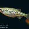 Zwergleopardbärbling, Danio tinwini (Minifisch)