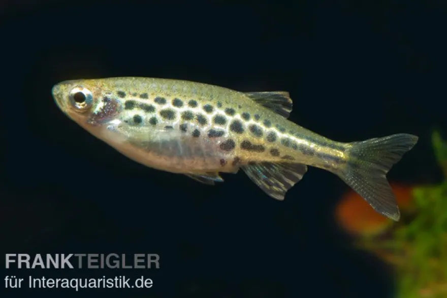 Zwergleopardbärbling, Danio tinwini (Minifisch)