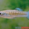 Zwergmolly, Poecilia chica