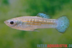 Zwergmolly, Poecilia chica