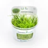 Zwergnadelsimse, Eleocharis parvula/pusilla, In Vitro