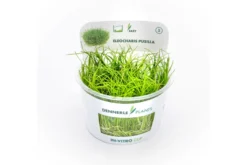 Zwergnadelsimse, Eleocharis parvula/pusilla, In Vitro