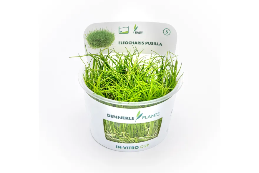 Zwergnadelsimse, Eleocharis parvula/pusilla, In Vitro