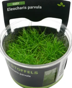 Zwergnadelsimse, Eleocharis parvula/pusilla, In Vitro