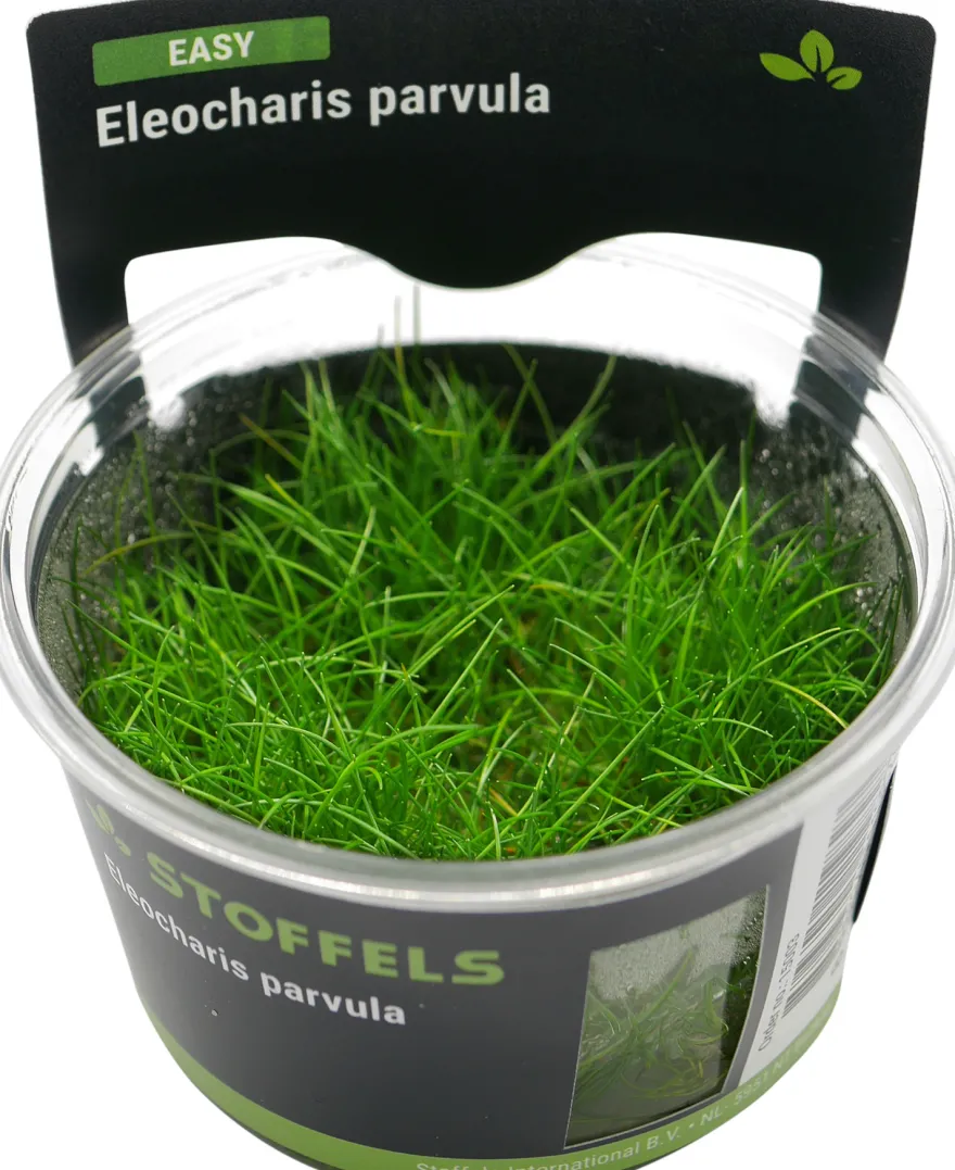 Zwergnadelsimse, Eleocharis parvula/pusilla, In Vitro