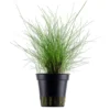Zwergnadelsimse, Eleocharis parvula/pusilla, im Topf