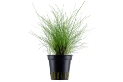 Zwergnadelsimse, Eleocharis parvula/pusilla, im Topf
