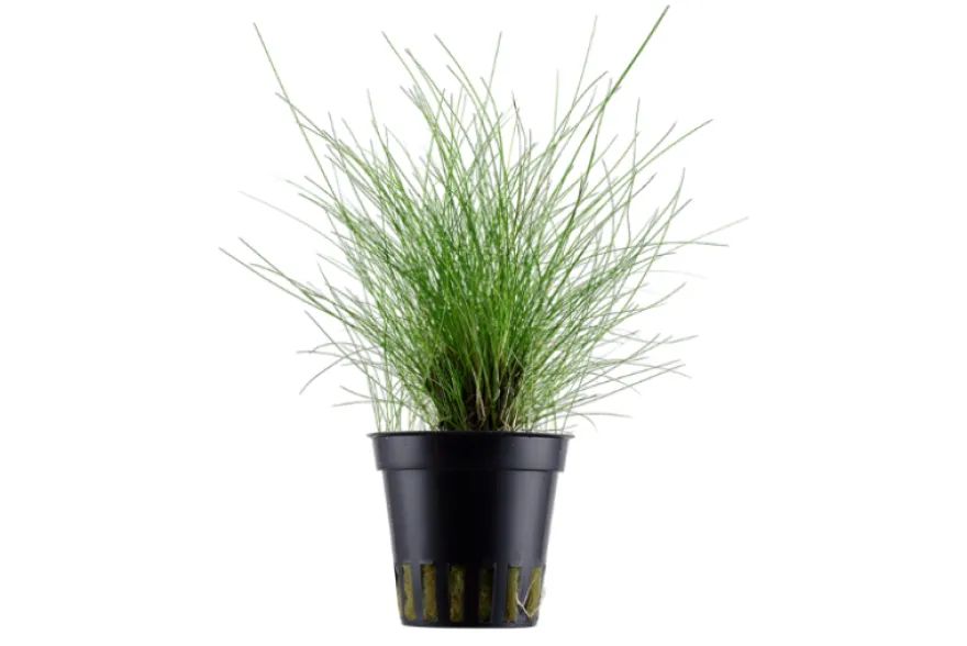 Zwergnadelsimse, Eleocharis parvula/pusilla, im Topf