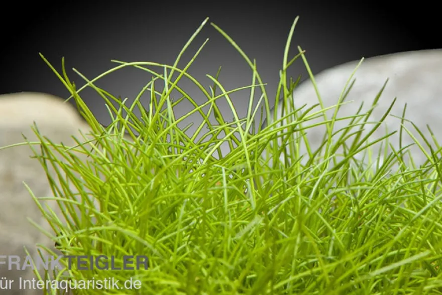 Zwergnadelsimse, Eleocharis parvula/pusilla, im Topf