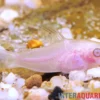 Zwergpanzerwels albino, Corydoras pygmaeus