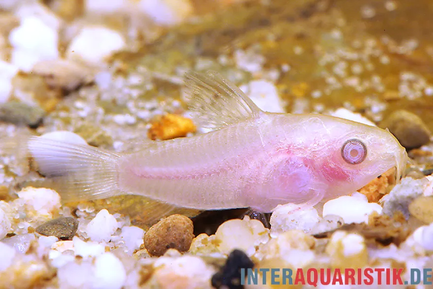 Zwergpanzerwels albino, Corydoras pygmaeus
