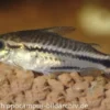 Zwergpanzerwels, Corydoras pygmaeus (Minifisch)