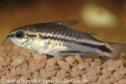 Zwergpanzerwels, Corydoras pygmaeus (Minifisch)