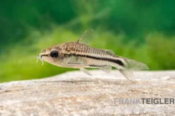 Zwergpanzerwels, Corydoras pygmaeus (Minifisch)
