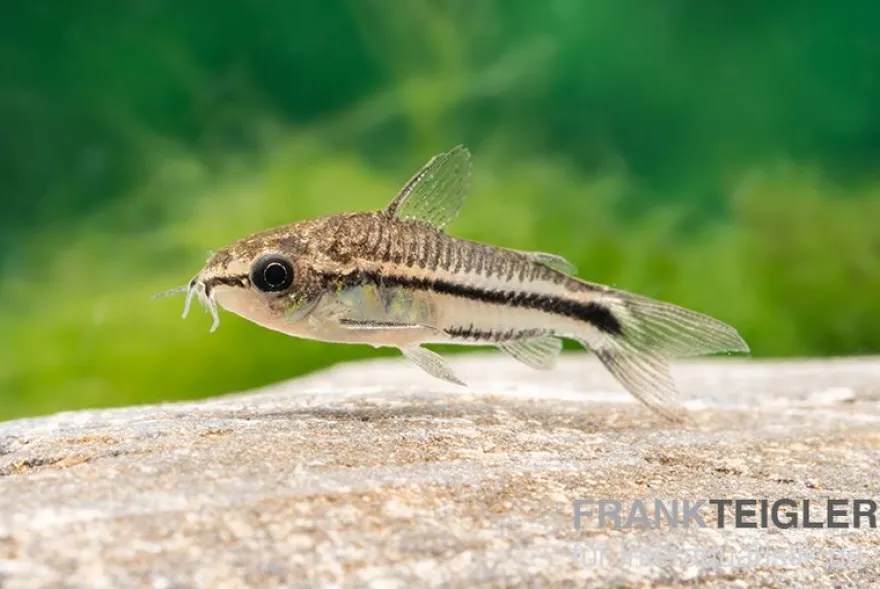 Zwergpanzerwels, Corydoras pygmaeus (Minifisch)