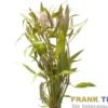 Zwergpapageienblatt, Alternanthera reineckii "mini", Bund