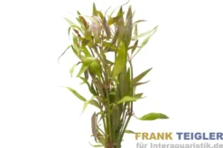 Zwergpapageienblatt, Alternanthera reineckii "mini", Bund