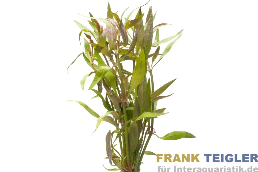 Zwergpapageienblatt, Alternanthera reineckii "mini", Bund