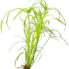Zwergpapyrus, Cyperus alternifolius, im Topf