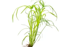 Zwergpapyrus, Cyperus alternifolius, im Topf