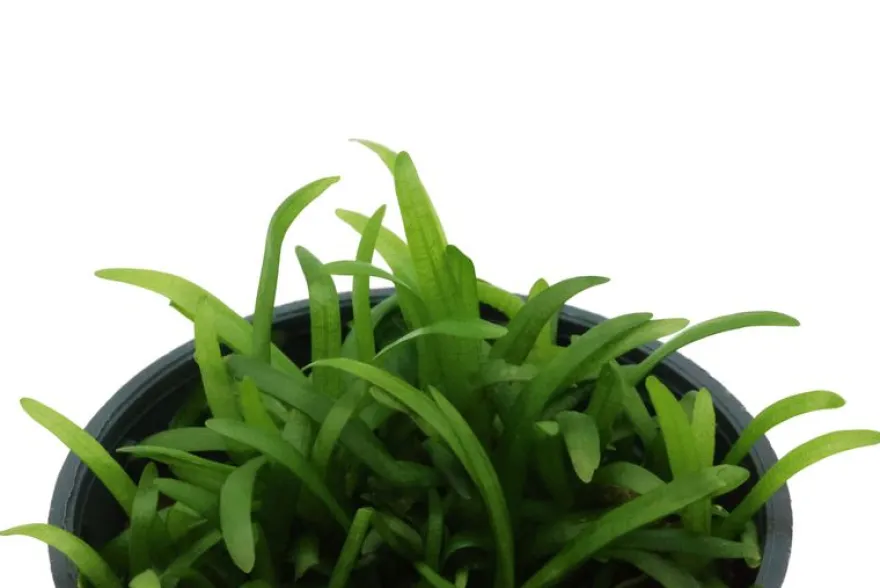 Zwergpfeilkraut, Sagittaria subulata var. pusilla, im Topf