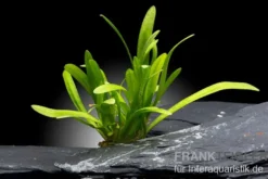 Zwergpfeilkraut, Sagittaria subulata var. pusilla, im Topf