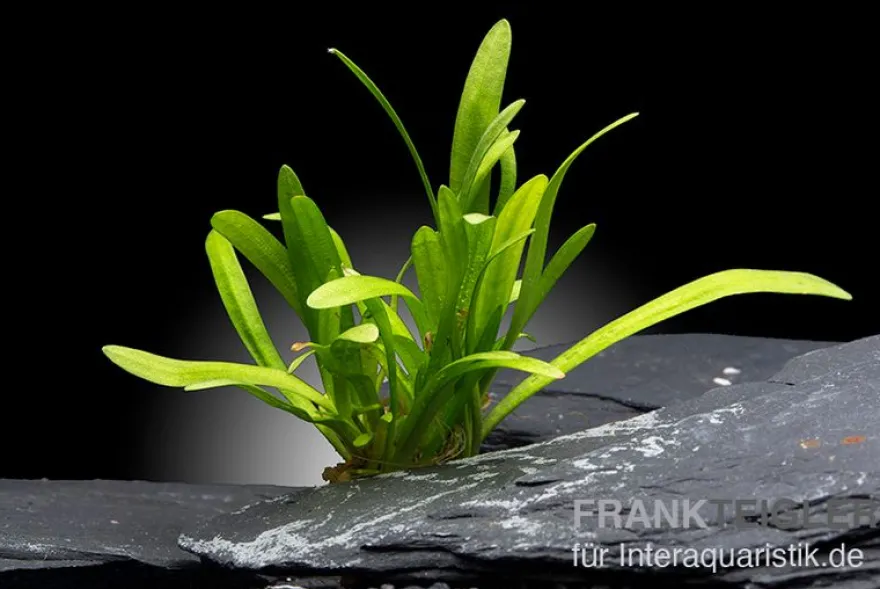 Zwergpfeilkraut, Sagittaria subulata var. pusilla, im Topf