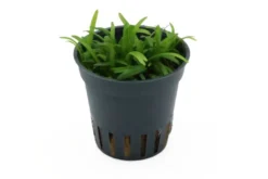 Zwergpfeilkraut, Sagittaria subulata var. pusilla, im Topf