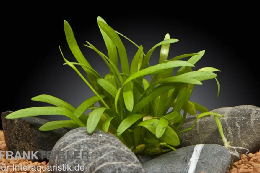 Zwergpfeilkraut, Sagittaria terres, im Topf