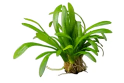 Zwergpfeilkraut, Sagittaria terres, im Topf