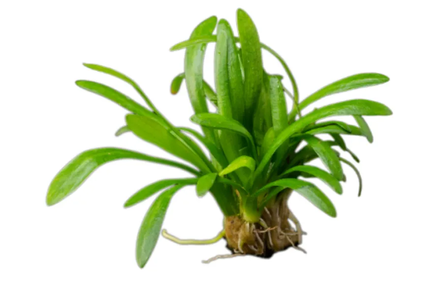 Zwergpfeilkraut, Sagittaria terres, im Topf