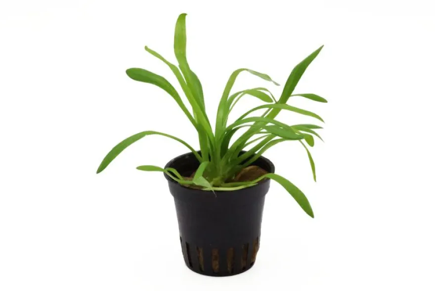 Zwergpfeilkraut, Sagittaria terres, im Topf