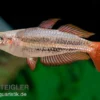 Zwergregenbogenfisch, Melanotaenia maccullochi