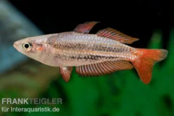 Zwergregenbogenfisch, Melanotaenia maccullochi