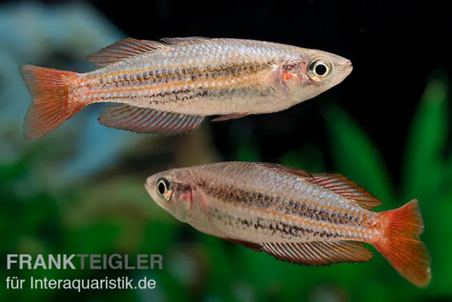 Zwergregenbogenfisch, Melanotaenia maccullochi