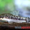 Zwergsaugwels, Otocinclus macrospilus, 2,5-3,5 cm
