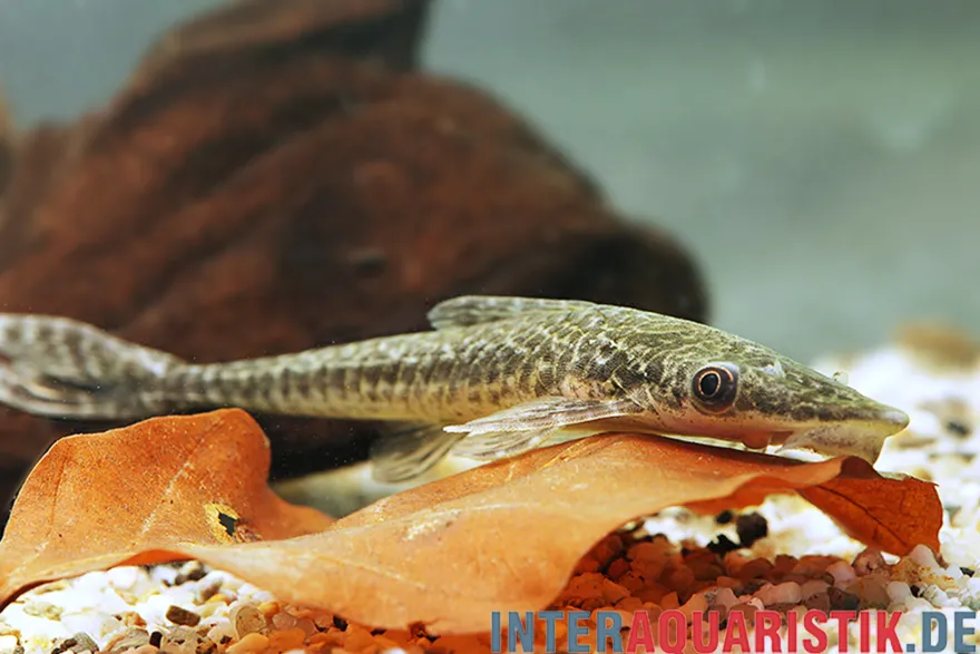 Zwergsaugwels, Otocinclus macrospilus, 2,5-3,5 cm
