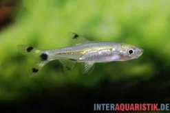 Zwerg-Scherenschwanzbärbling, Rasbora spilocerca