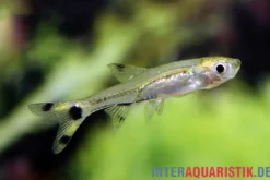 Zwerg-Scherenschwanzbärbling, Rasbora spilocerca