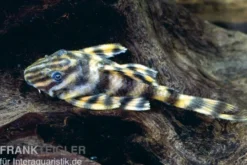 Zwergschilderwels, Peckoltia vermiculata L002