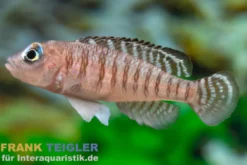 Zwerg-Schneckenbuntbarsch, Lamprologus signatus
