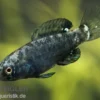 Zwergschwarzbarsch, Elassoma evergladei