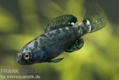 Zwergschwarzbarsch, Elassoma evergladei