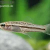 Zwergschwertträger, Xiphophorus pygmaeus