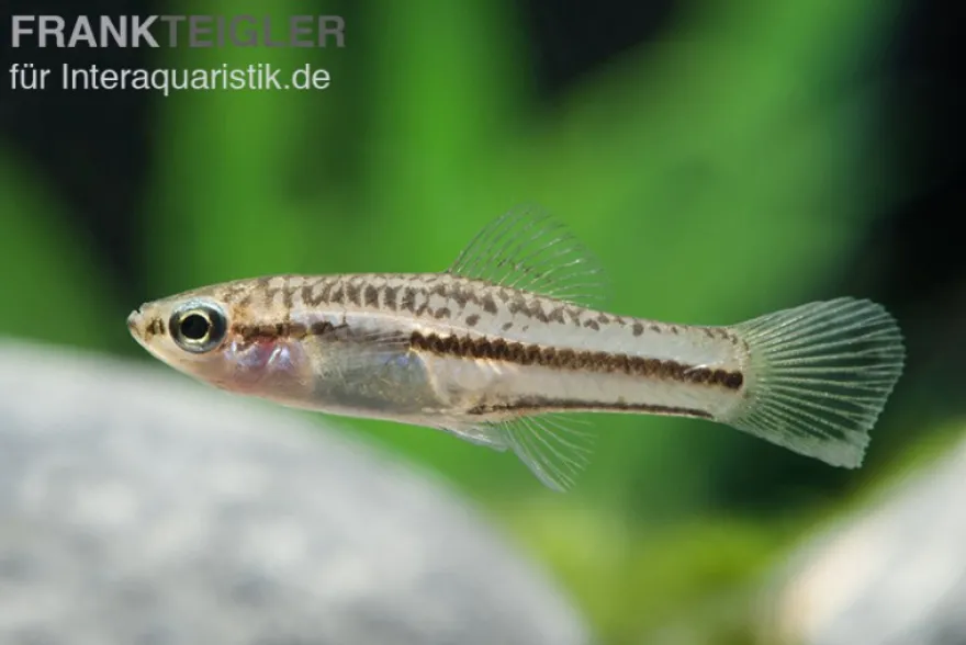 Zwergschwertträger, Xiphophorus pygmaeus