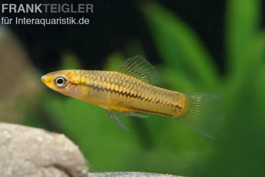 Zwergschwertträger, Xiphophorus pygmaeus