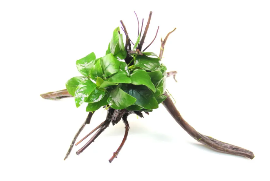 Zwergspeerblatt, Anubias barteri var. nana auf Spiderwood, ca. 15 x 9 x 15 cm